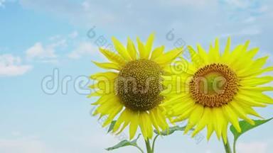 特写两朵向日葵的天空背景.. 农场里盛开的向日葵。 夏季农业的光辉景象